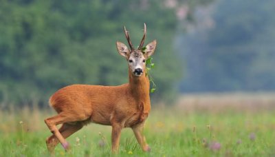 Откриха убит сръндак в багажник на кола