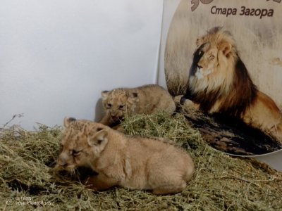 Зоопаркът в Стара Загора с трима нови обитатели