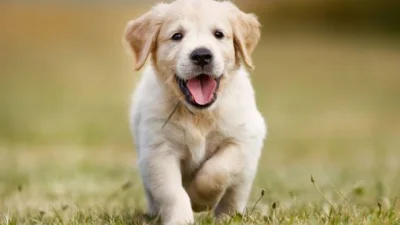 Глобяват 65 хил. евро за изоставени кученца в Гърция