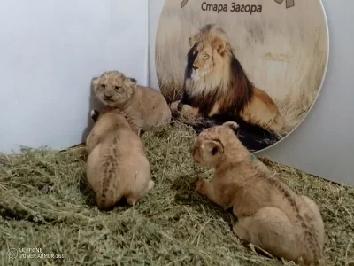 Три лъвчета се родиха в зоопарка на Стара Загора