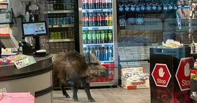 Глиган нахлу в германски мол