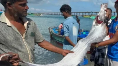 Две риби на Страшния съд изплуваха на плаж в Мексико (ВИДЕО)