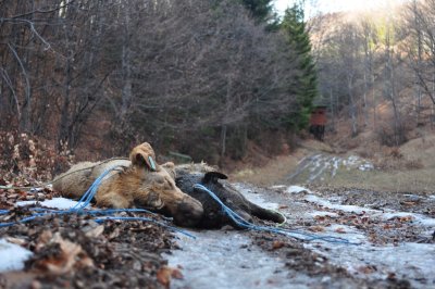 Гърми нов скандал: БАБХ удря животновъдите с глоби до 10 бона за хаоса, който създаде с инсинераторите