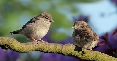 Врабчетата у нас намаляха с 60 процента