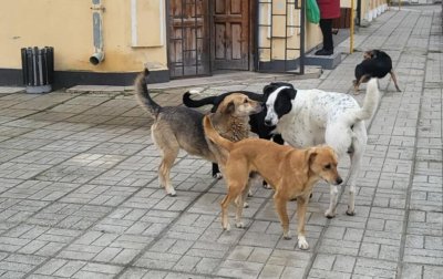Полицията разследва смъртта на отровени кучета в Старозагорско