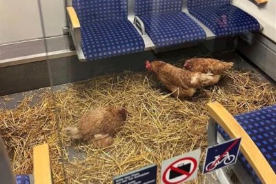 Куд-кудяк: Превърнаха вагон от първа класа в курник в германски влак