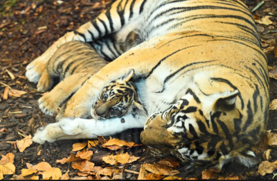 Суматранско тигърче-бебе се превърна в сензация в зоопарк