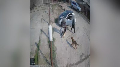 Мъж разби приют в Благоевград, за да открадне собственото си куче