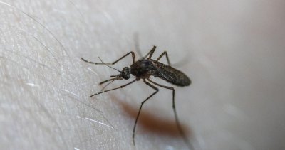 Регистриран е вероятен случай на денга във Варна