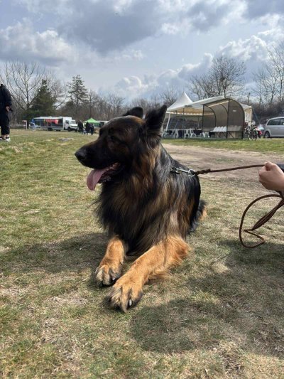 Немски овчарки мериха сили и интелект на изложба в Бутан