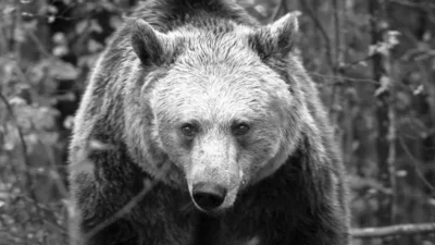 Сърцето на танцуваща мечка Рада спря