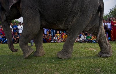 Слон уби петима в Индия