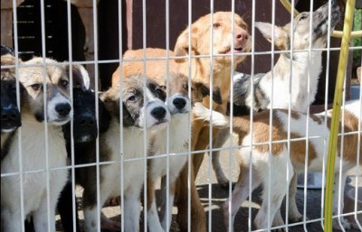 Врачанско село против незаконен кучешки приют