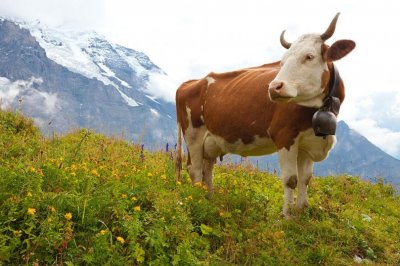 Австрия издаде наръчник за срещи с алпийски крави