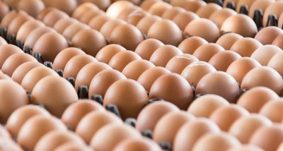 30 млн. яйца седмично се произвеждат в България