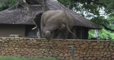 Слон се покатери на ограда, за да краде манго