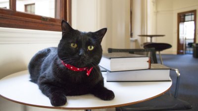Британската министерска котка Гладстон ще работи от вкъщи 