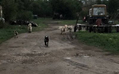 Агресивни песове атакуваха Велико Търново