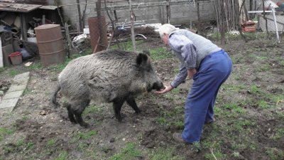 Потвърдено - чума при убито диво прасе в Панагюрско