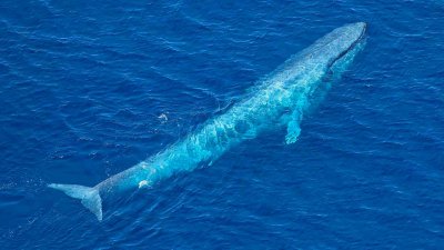 Слънчевите бури объркват сините китове