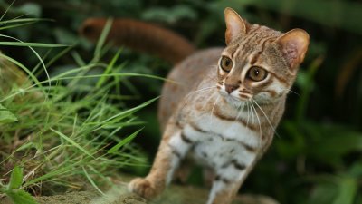 Котка наводни австралийски дом, щетите за $40 000
