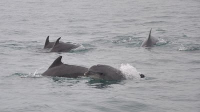 73 000 - толкова са делфините в Черно море