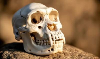 Революционна находка: Oткриха вкаменелост от непознат вид на 18 милиона години