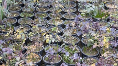 Спряха на &bdquo;Калотина&ldquo; внос на рекорден брой растения с неясен произход