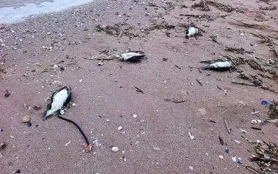 Рибарски мрежи избили делфините и птиците край Щабла