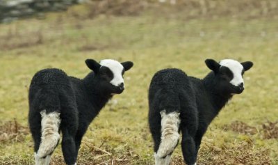 Учените притеснени: Многократното клониране може да причини фатални генетични мутации