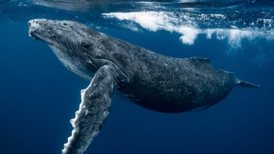 Гърбар кит, спасен преди дни, отново заседна край бреговете на Германия