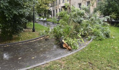 Дърво падна и счупи крака на работник в Разградско
