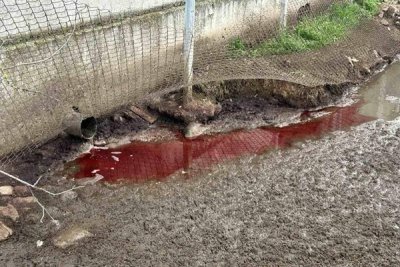 Завод за месо изхвърля гадости в река Лесидренска (СНИМКИ)