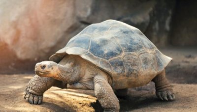 Нищо не е вечно: Джонатан си отиде на 193 години