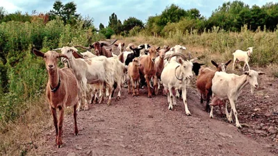 БАБХ предупреждава: Пътуванията по Великден могат да разпространят шап