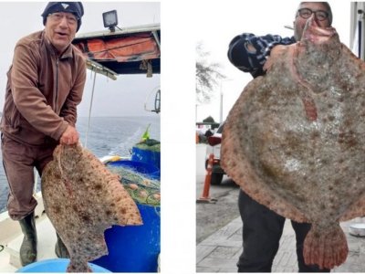 Уловиха гигантски калкан в Черно море