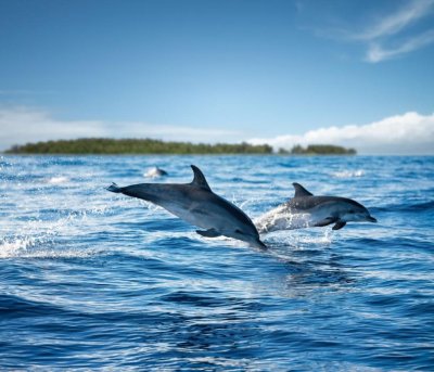 България затяга мерките за опазване на делфините в Черно море