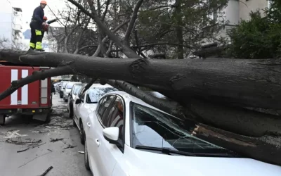 Три месеца търсят собственика на дървото-убиец на Витоша
