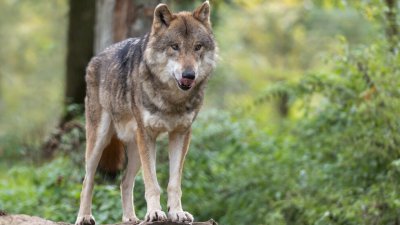Вълк ухапа жена в центъра на Хамбург