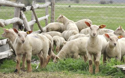 Фермери източват пари с &bdquo;виртуални животни&ldquo; в Кюстендилско