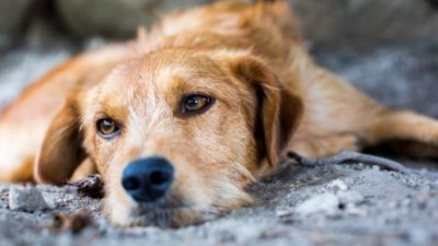 Италия разреши болничен за гледане на домашен любимец