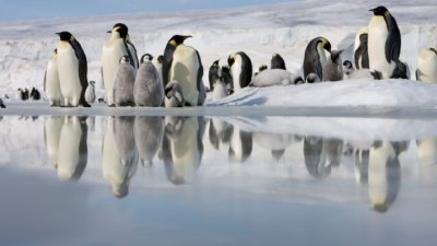 Императорският пингвин и антарктическият тюлен вече са застрашени видове