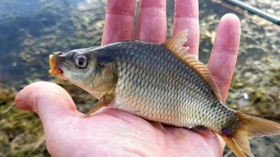 Отварят рибна борса в Царево