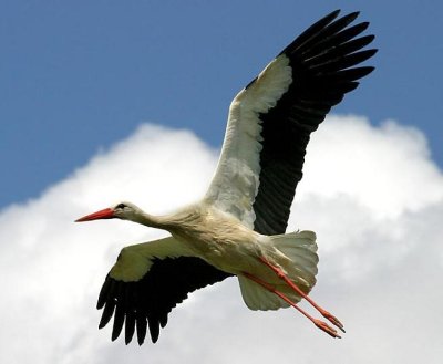 Щъркел с примка на човката бедства в лясковското село Мерданя