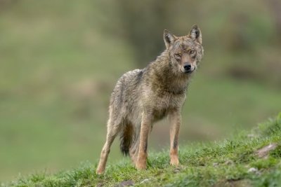 Пуснаха на свобода вълка, ухапал жена в Хамбург