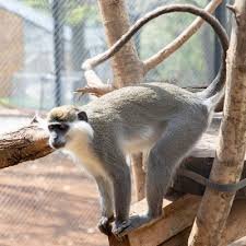 Приматите в Софийския зоопарк също получиха великденски яйца