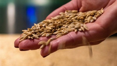 Цените на храните остават стабилни на стоковите пазари