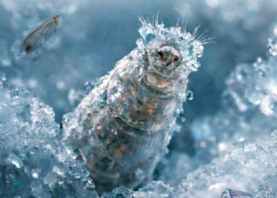 Учени съживиха животно, замръзнало преди 24 000 години