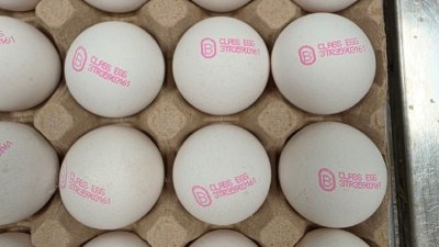 БАБХ върна над 1 млн. яйца в Турция