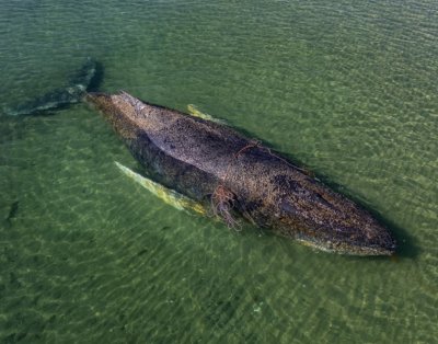 Частна акция спасява заседналия кит &bdquo;Тими&ldquo; в Балтийско море